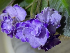 2 African Violet Leaves ~ * OPTIMARA TRINIDAD ll * ~