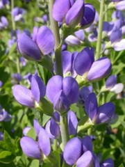BAPTISIA AUSTRALIS~LIVE BLUE INDIGO PLANT GROWS 3-4 FEET TALL 100’S OF FLOWERS!!