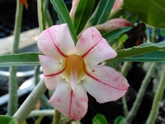 100+ Adenium Obesum desert rose seeds Rosa Del Desierto US SELLER