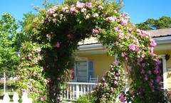 Peggy Martin Climbing Rose – Live Plant – ( 1 QT )