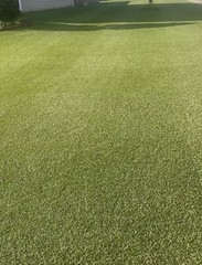 30,000 Premium Centipede Grass Seeds with moisture retaining coating