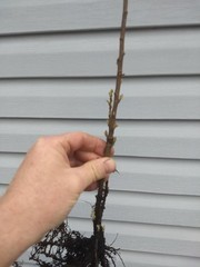 1 Nanking Cheropugy bush cherry, rooted plant. Zones 4-8