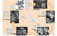 American Ginseng Seeds Stratified Panax quinquefolius