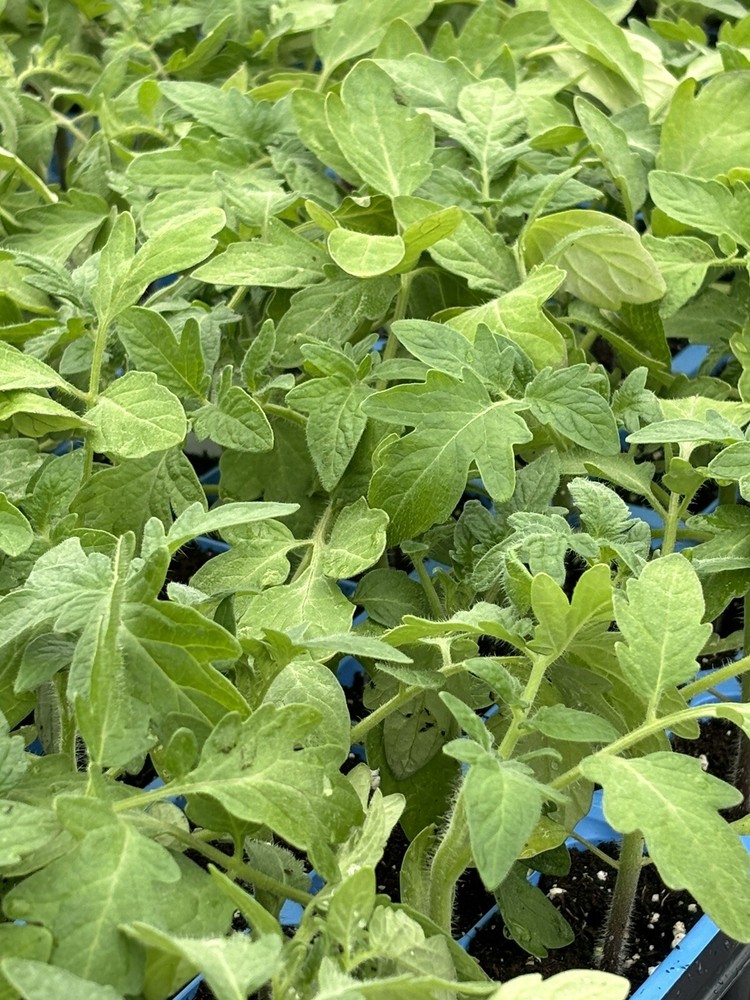 Lot of 2 RUTGERS TOMATO LIVE PLANTS 6 to 10 inches 60+ Days Old