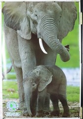 African Elephant and baby in Kenya 24.25″X36.50″ NOS (b196)