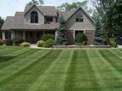 New CONTRACTOR’S MIX GRASS SEED Kentucky 31 Ryegrass Quick Germination Full Sun