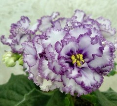 African Violet Plant RM Frivolite Starter