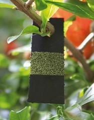 Green Lacewing Eggs on Hanging Card – 5,000 Count – Aphid Exterminator