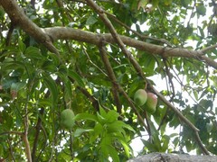 10 BIG Fresh South Florida Mangos VALENCIA PRIDE FRESH ORGANIC FRUIT