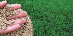 Annual Rye Grass 10 lbs Grass Seed Fast Growing Winter Fall Rye Grass FAST SHIP