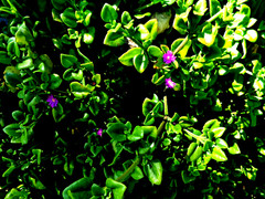 10 Cuttings Aptenia cordifolia Purple/Pink Apple Ice Plant’ ‘Baby Sun Rose’ 4″-7