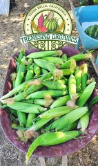 Organic Mexican Big White Corn 50Seeds-Maiz Criollo Norteño Mexicano,50 Semillas