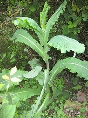 25+ Wild Lettuce Seeds (Lactuca virosa) Packed for 2022 Free Shipping
