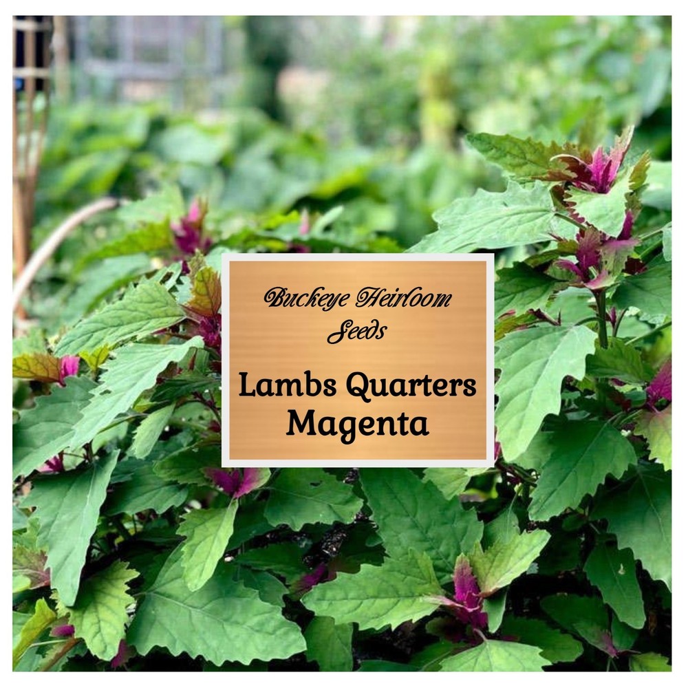 Lambs Quarter Seeds | Super Food | Magenta Spreen | AKA Goosefoot | Will Re-seed