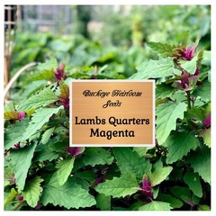 Lambs Quarter Seeds | Super Food | Magenta Spreen | AKA Goosefoot | Will Re-seed