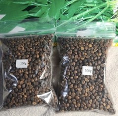 2025Aug. NEW! water spinach ong choy 4000+ seeds （200 g） Vegetable