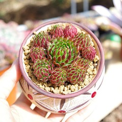 8CM Succulent Plant Jovisbarba Allionii Crassulaceae Home Garden Beautiful Plant