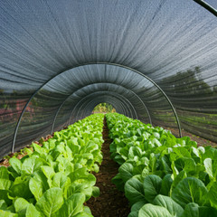 80% UV Sunblock Shade Cloth for Plant Cover Greenhouse Barn MANY SIZES