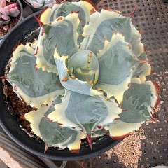 8CM Succulent Cactus Agave Plant Agave Isthmensis Variegated Home Garden Plant