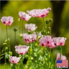 20,000 Untreated, Organic Turkish Papever Somniferum Poppy Seeds For Planting