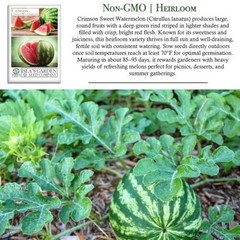 Crimson Sweet Watermelon Seeds (Citrullus lanatus) – 150+ Non-GMO & Heirloom