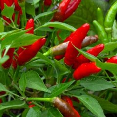 Bird’s Eye Chili Pepper Seeds | NON-GMO | Heirloom | Fresh Garden Seeds