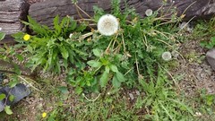 10+ Dandelion plants Wild Organic Non GMO Heirloom