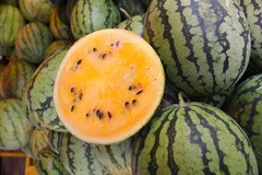 50 TENDERSWEET ORANGE WATERMELON Citrullus Lanatus Fruit Melon Seeds