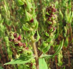 annual marsh elder, sumpweed (Iva annua)—1,000 seeds ($3.50)