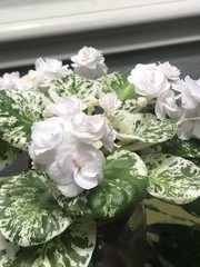 African Violet Watermelon Snow (Standard)