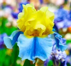 50 Iris Seeds Much Less Money Than Bulbs ..