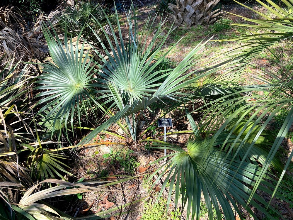 Brahea moorei Seeds! Dwarf Rock Palm Cold Hardy!!!