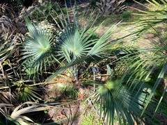 Brahea moorei Seeds! Dwarf Rock Palm Cold Hardy!!!