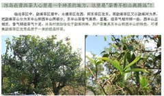 High Quality Ripe Pu erh Tea 100g Slimming Tea Old Pu er Black Tea Health Care