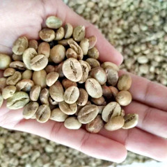 120++ Premium Coffee Seedss (Coffea sp. mundo novo) var. Mundo Novo Coffee