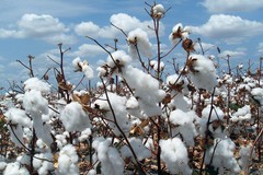 100 WHITE COTTON Gossypium Seeds Non-GMO USA Seller Shipper Best Price