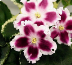 2 African Violet Leaves ~ * LE-Karusel (E.Lebetskaya) / LE-Carousel* ~