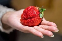 15 GIANT STRAWBERRY Fragaria JuneBearing Huge Red Berry Fruit White Flower Seeds