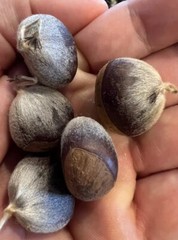100% American Chestnut. 2025 harvest. Verified By The ACF. 5 Per Order