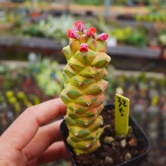 8CM Succulent Cactus Plant Monadenium Ritchiei Nyambense Variegated Cactaceae