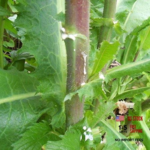 Wild Lettuce Seeds (Lactuca virosa) Packet of 50 Seeds