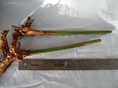 4x Rhizomes Bird Of Paradise Heliconia, Tropical Strelitzia Regina plant.