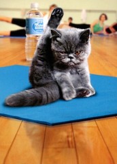 Funny ANYTIME Card, Cat Yoga “I Still Want To Smack Someone” Humor by Avanti +✉