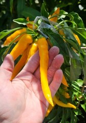Mexican Cielo Sweet Orange Banana Pepper Seeds (20) / Easy / Full Sun / Rare
