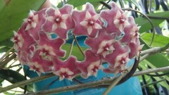 Hoya pubicalyx 1 Year Old plant well rooted, sent in container