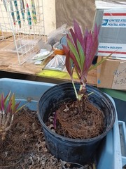 10 Bare root Dwarf Oyster Ready To Plant In A Terieum Chem Free