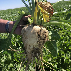 400 Sugar Beet Seeds — Natural Source of Sugar — LARGE