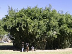 Phyllostachys bissetii Bissett’s Bamboo Cold Hardy Zone 5 Bamboo Rhizome 1 Ct.