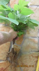 Live Plants -Shrubs -Trees 30 days old, 6″ to 10″ tall Ready to Plant seedlings