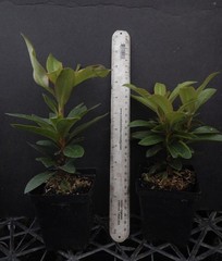 Percy Wiseman Rhododendron~Well Rooted Starter Plant